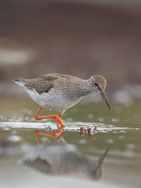 Punajalkaviklo, Common Redshank, Tringa totanus